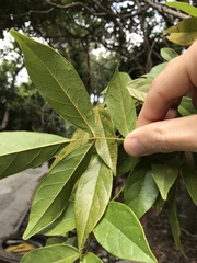 Callerya dielsiana