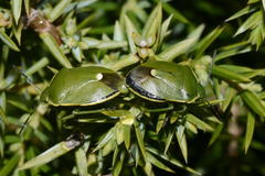 Chlorochroa juniperina