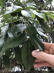 Callerya dielsiana