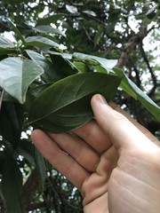 Callerya dielsiana