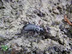 Carabus granulatus interstitialis