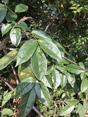 Callerya dielsiana