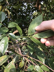 Callerya dielsiana