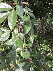 Callerya dielsiana