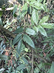Callerya dielsiana