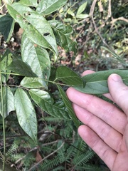 Callerya dielsiana