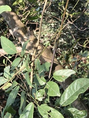 Callerya dielsiana