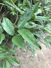 Callerya dielsiana