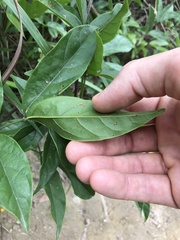 Callerya dielsiana