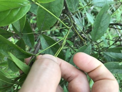 Callerya dielsiana
