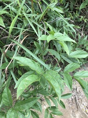 Callerya dielsiana