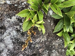 Callerya dielsiana