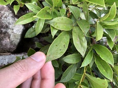 Callerya dielsiana