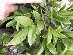 Callerya dielsiana