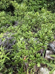Callerya dielsiana