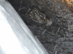 Amolops hongkongensis