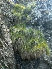 Chionochloa bromoides