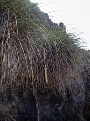 Chionochloa bromoides