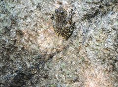 Amolops hongkongensis