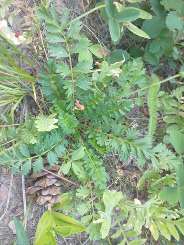 Image of pinewoods horkelia by no rights reserved