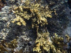 Xiphophora chondrophylla