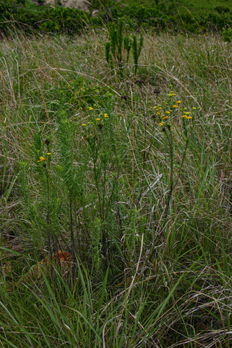 Nidorella resedifolia subsp. serpentinicola image