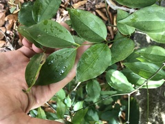 Strychnos angustiflora