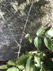 Strychnos angustiflora