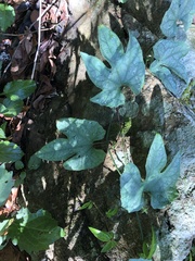 Trichosanthes pilosa