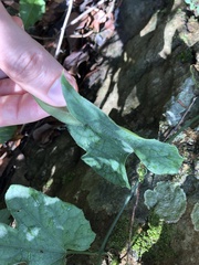 Trichosanthes pilosa