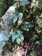 Trichosanthes pilosa