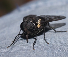 Triclista guttata