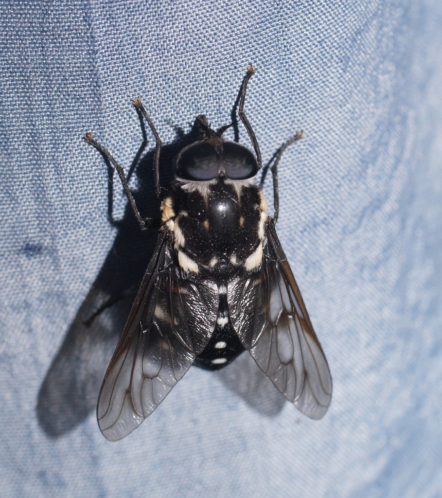 Triclista guttata