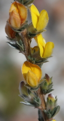 Aspalathus caledonensis