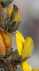 Aspalathus caledonensis