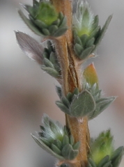 Aspalathus caledonensis