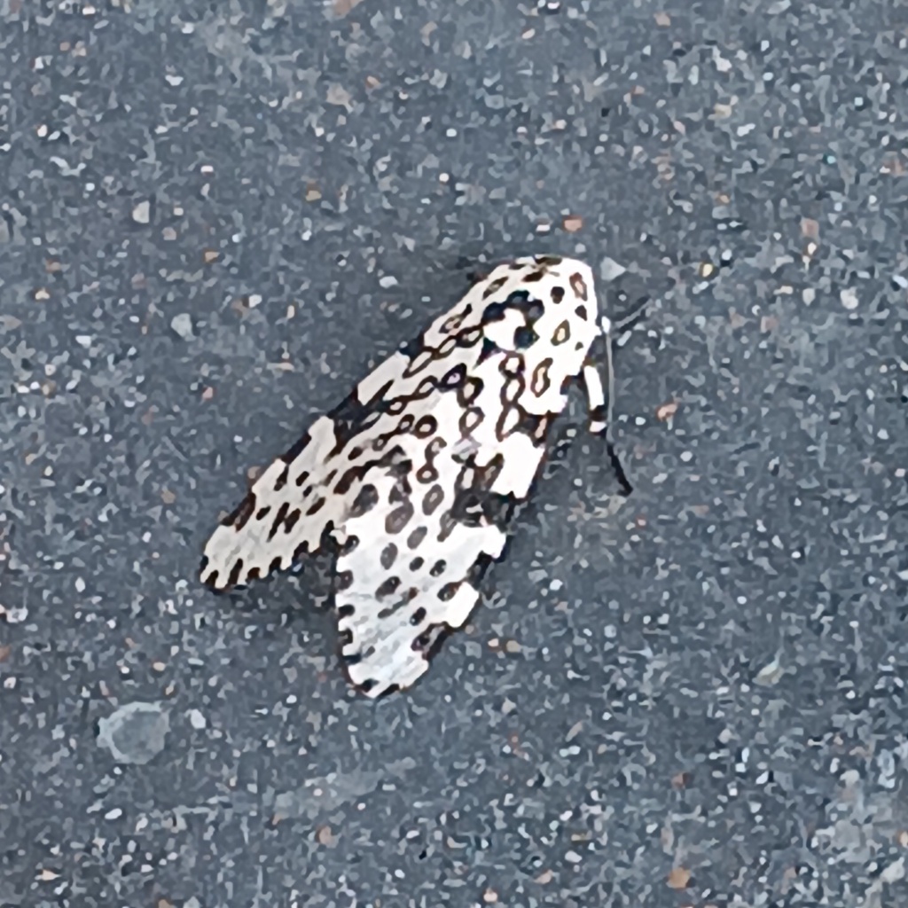 Giant Leopard Moth from Brookview, Waco, TX, USA on July 25, 2023 at 12