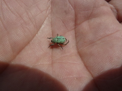 Hoplia parvula