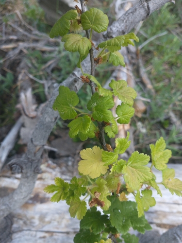 Image of Ribes watsonianum by no rights reserved