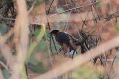 Cossypha niveicapilla