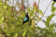 Cinnyris coccinigastrus