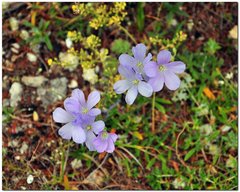 Linum lanuginosum