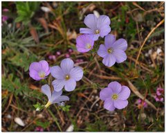 Linum lanuginosum