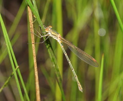 Austrolestes cingulatus