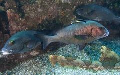 Plectorhinchus pica
