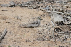 Burhinus senegalensis