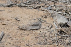 Burhinus senegalensis