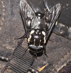 Triclista guttata