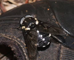 Triclista guttata
