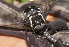 Triclista guttata